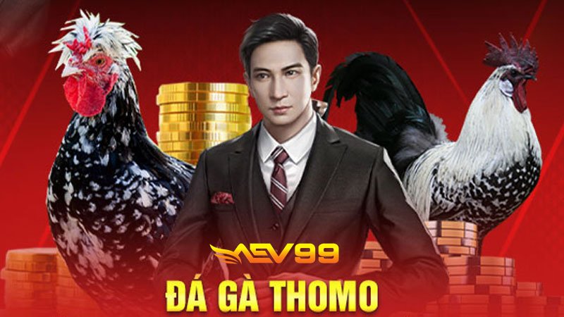 Đá gà Thomo online ngày nay được nhiều cược thủ ưa chuộng